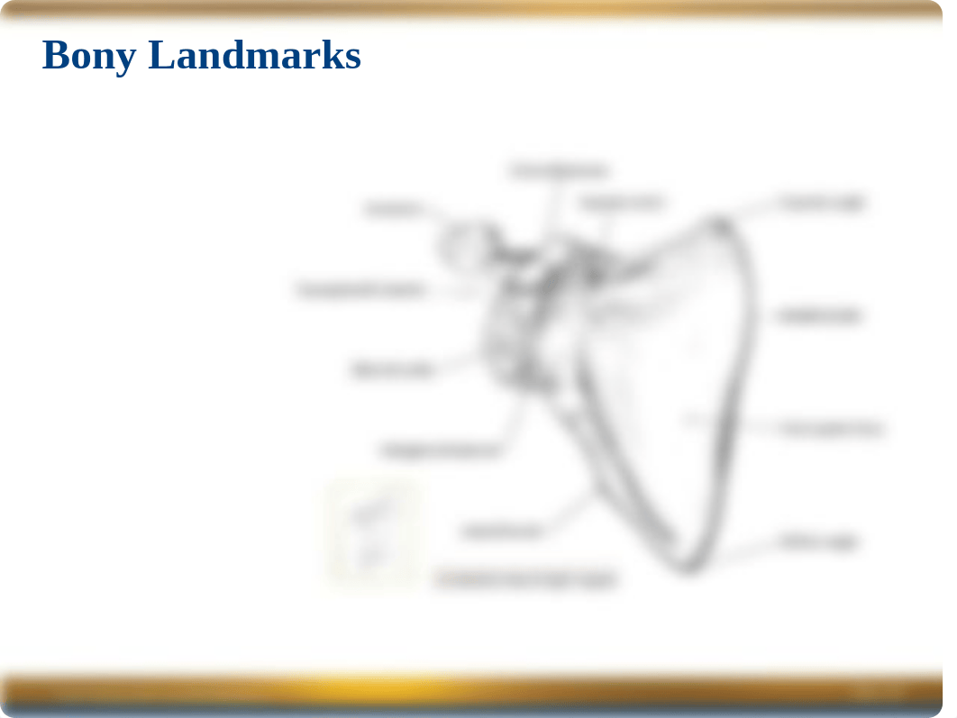 Chapter 2 Power Point -- Shoulder & Arm.ppt_d30rtni4ezb_page5