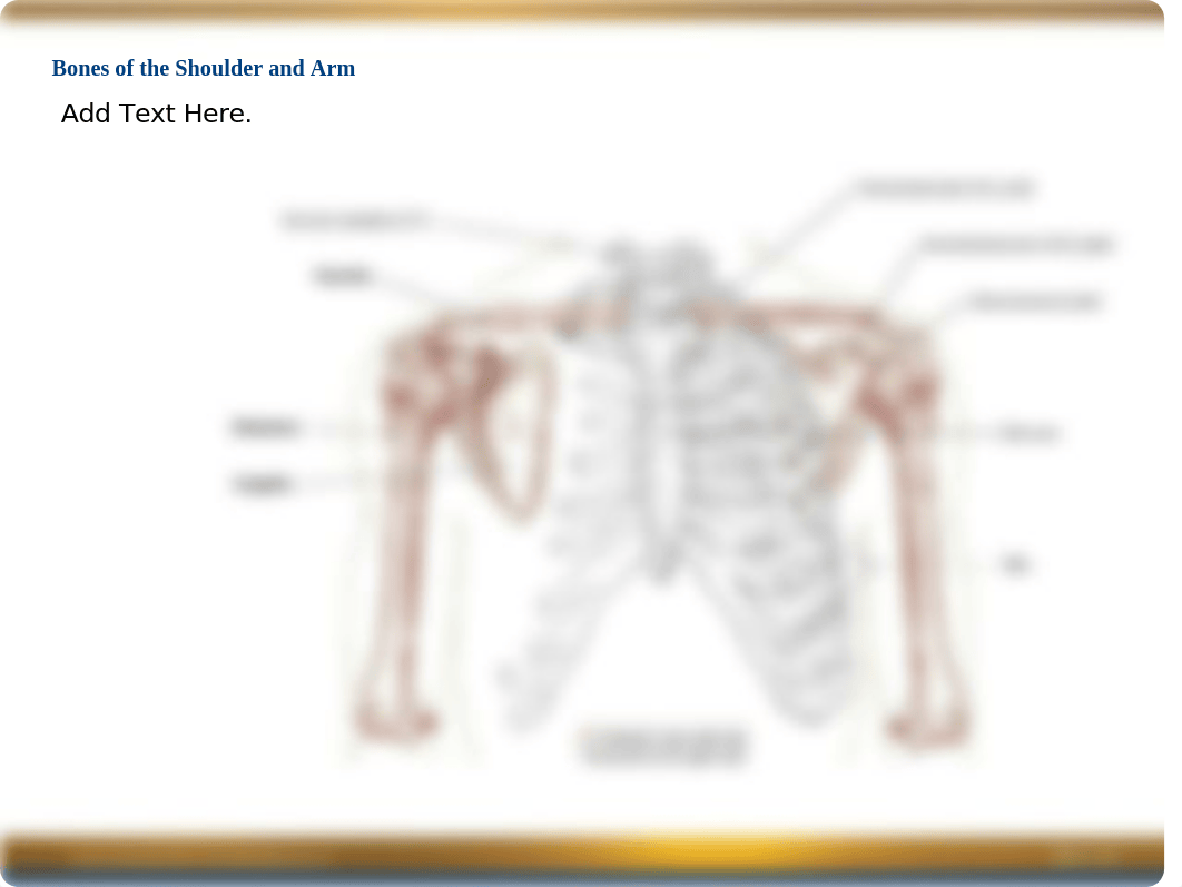 Chapter 2 Power Point -- Shoulder & Arm.ppt_d30rtni4ezb_page4