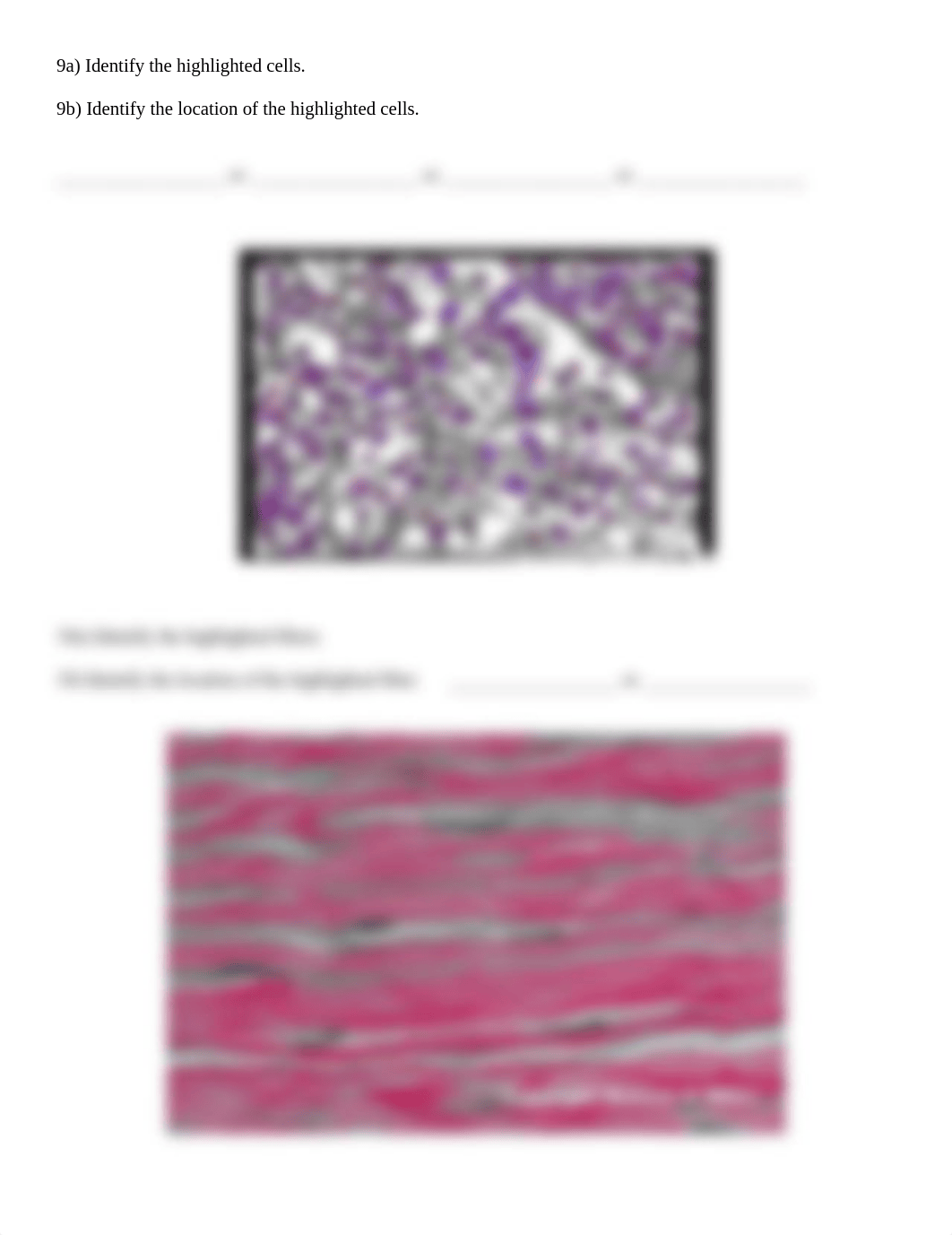 Real Anatomy Cell & Tissue Identification 1&2.docx_d31awrsunl9_page5