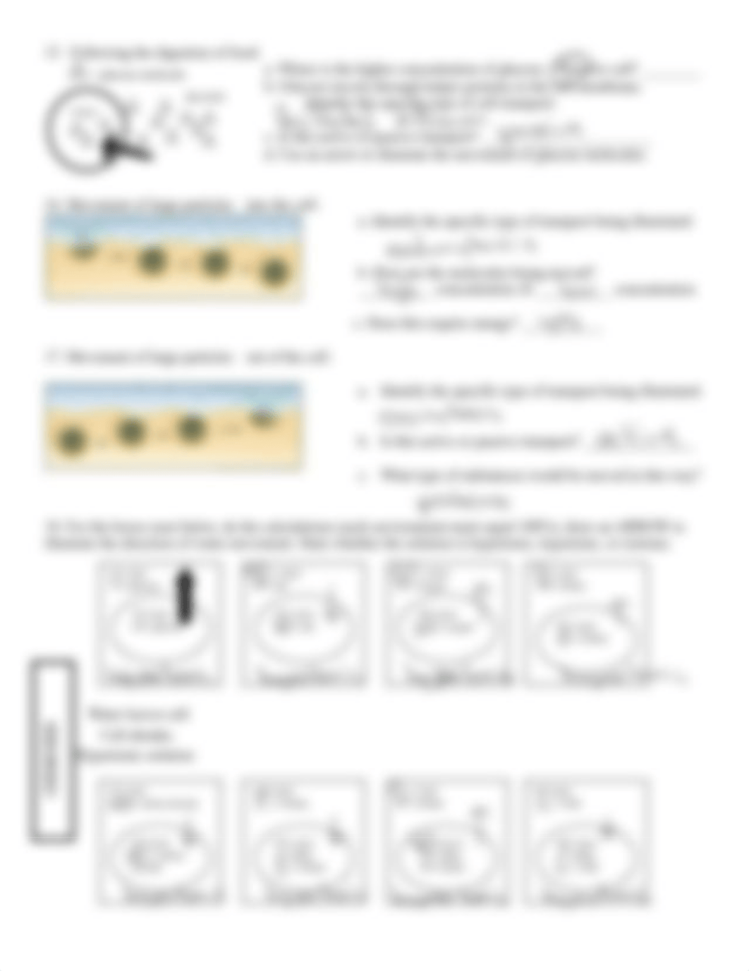 Cell transport homework.pdf_d31psom8l34_page2