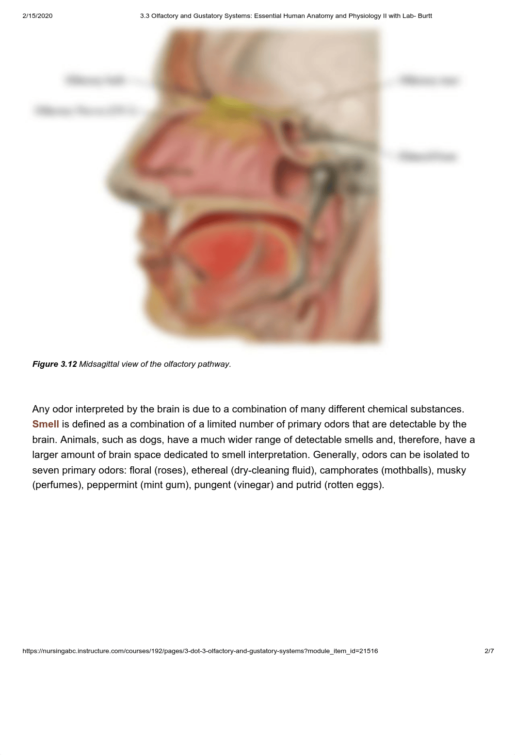 3.3 Olfactory and Gustatory Systems_ Essential Human Anatomy and Physiology II with Lab- Burtt.pdf_d327rbclrah_page2