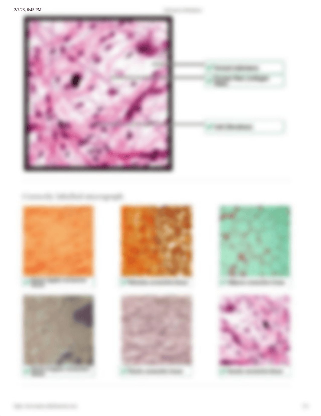 Microscopy - Connective Tissue Histology.pdf_d32vkmitp6i_page2