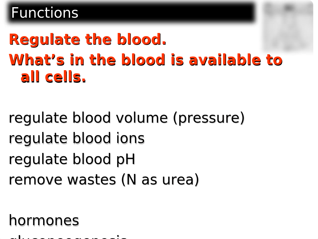 Week 13 - Laboratory - Urinary System Anatomy(3).ppt_d33fvsb5awu_page3