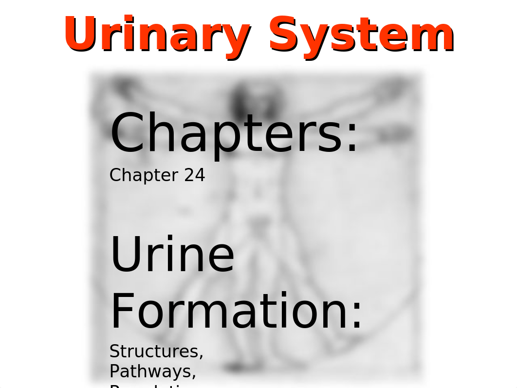 Week 13 - Laboratory - Urinary System Anatomy(3).ppt_d33fvsb5awu_page2