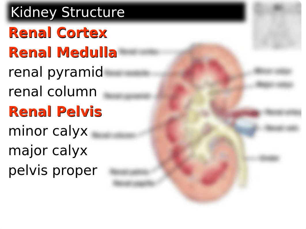 Week 13 - Laboratory - Urinary System Anatomy(3).ppt_d33fvsb5awu_page5