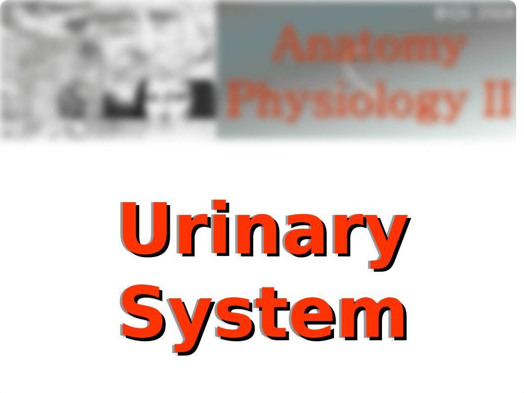 Week 13 - Laboratory - Urinary System Anatomy(3).ppt_d33fvsb5awu_page1