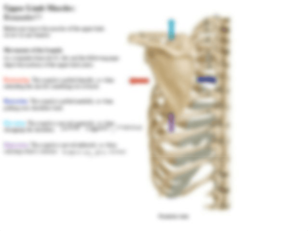 05 Upper Limb and Facial Muscles.pdf_d33r0omy2vy_page4