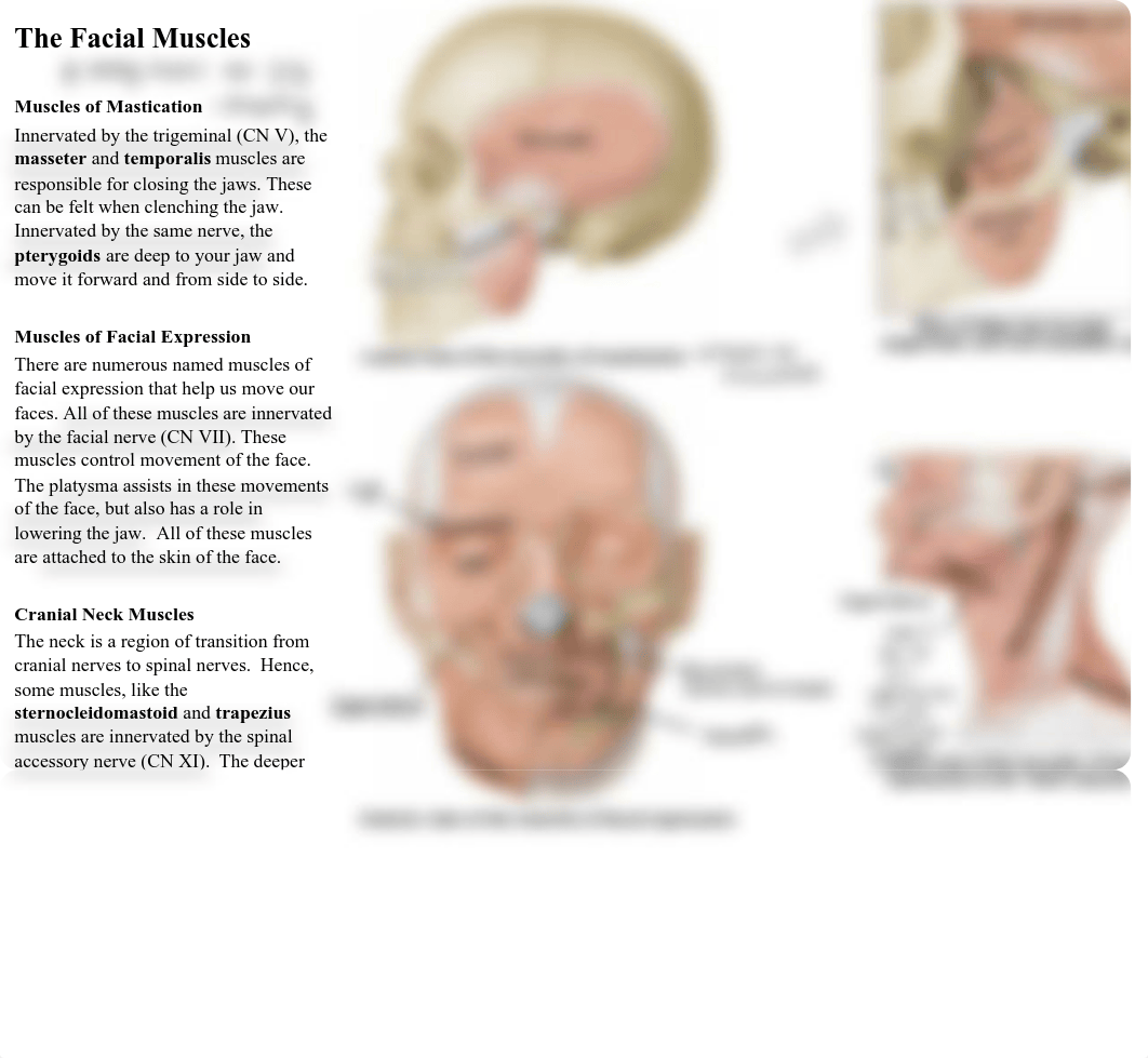 05 Upper Limb and Facial Muscles.pdf_d33r0omy2vy_page3