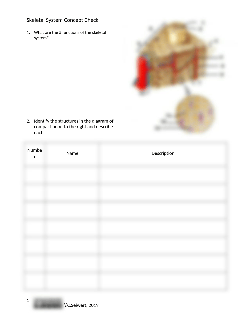 Skeletal System Concept Check.docx_d33xqfgbtdt_page1