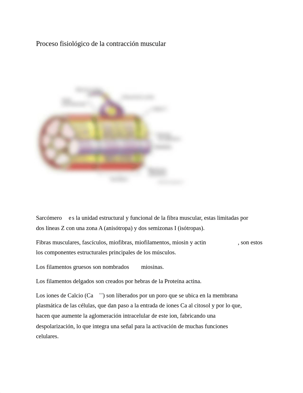 Proceso fisiológico de la contracción muscular (2).docx_d34phf938xs_page1