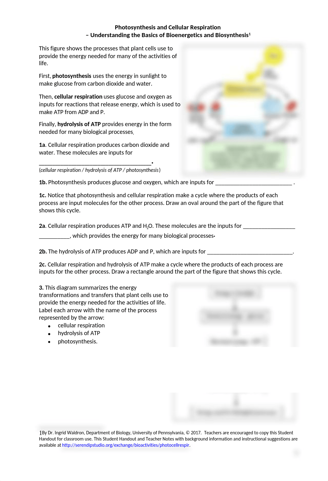 photosynthesis cellular respiration SHO (1) (1).docx_d35jl0laxti_page1