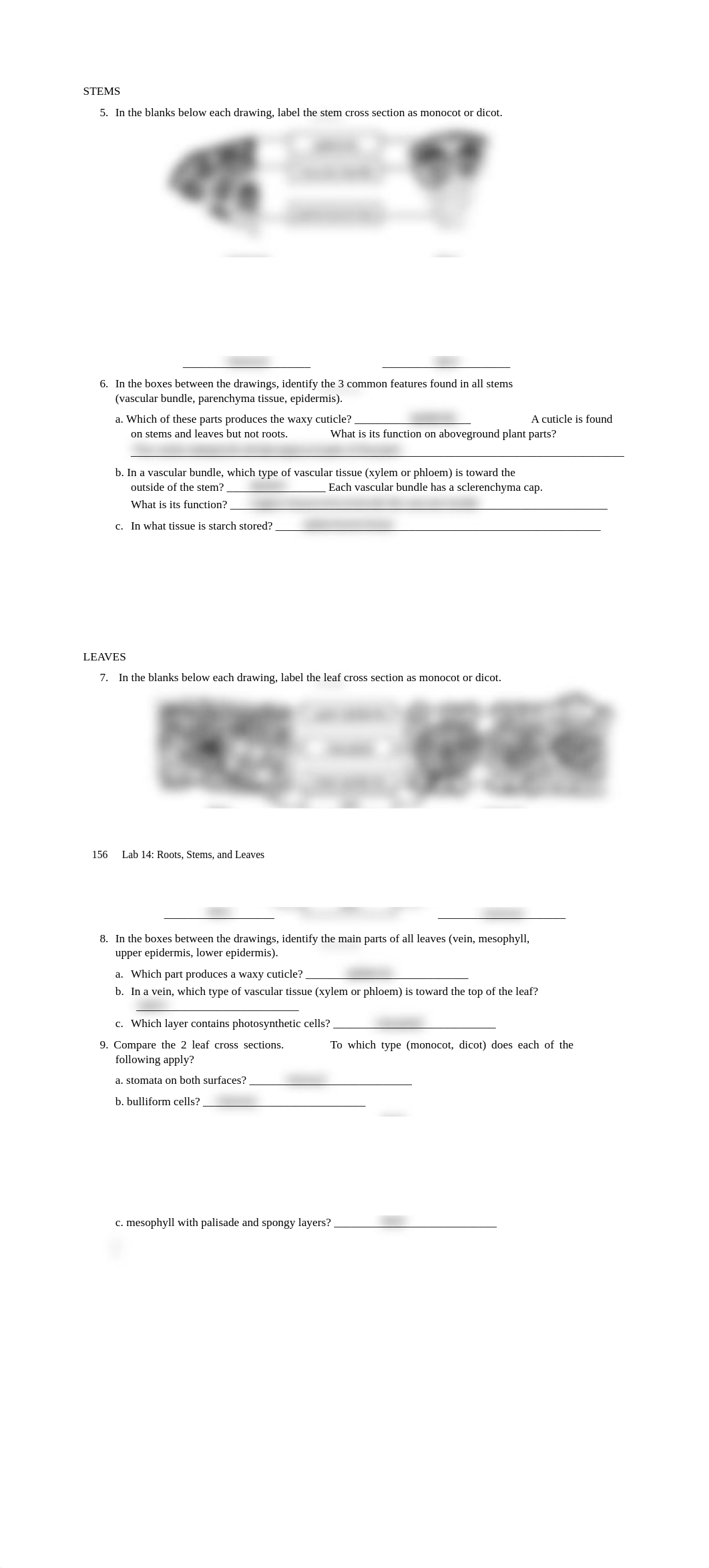 n_Prelab 14 Roots, Stems, Leaves.pdf_d35qsemvlw6_page2