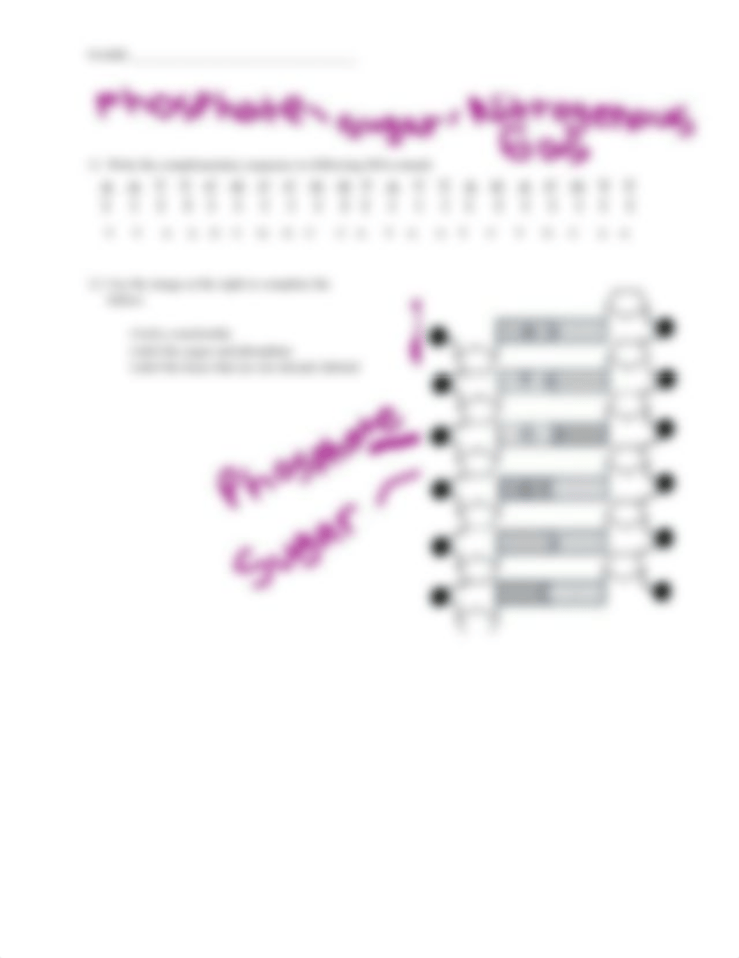 DNA Structure Worksheet.docx_d35tavid0sk_page2