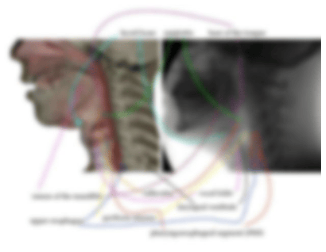 anatomy_check.pdf_d36dxu52ojr_page1