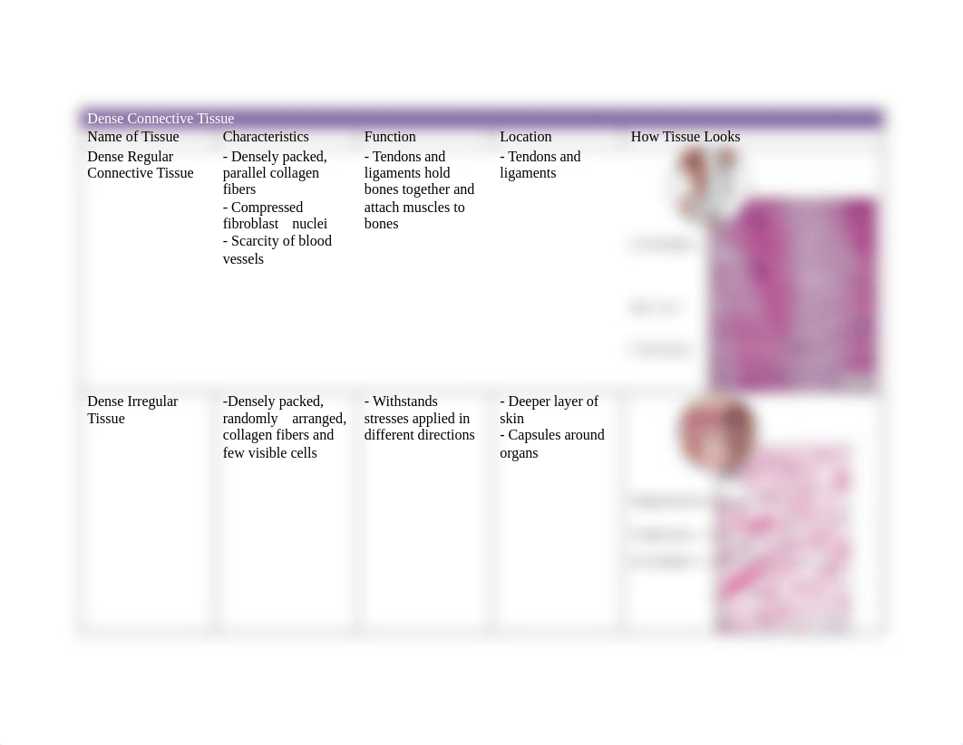 Dense Connective Tissue and loose.docx_d36vw54dsyu_page1