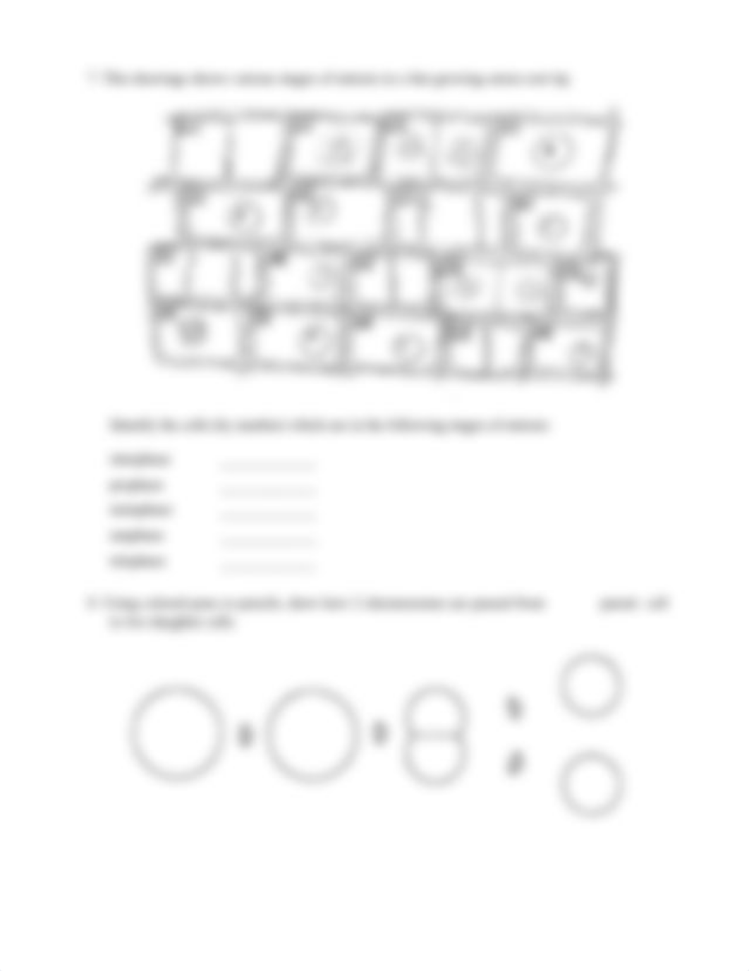 mitosis_worksheet_d37u8wcnjdc_page3