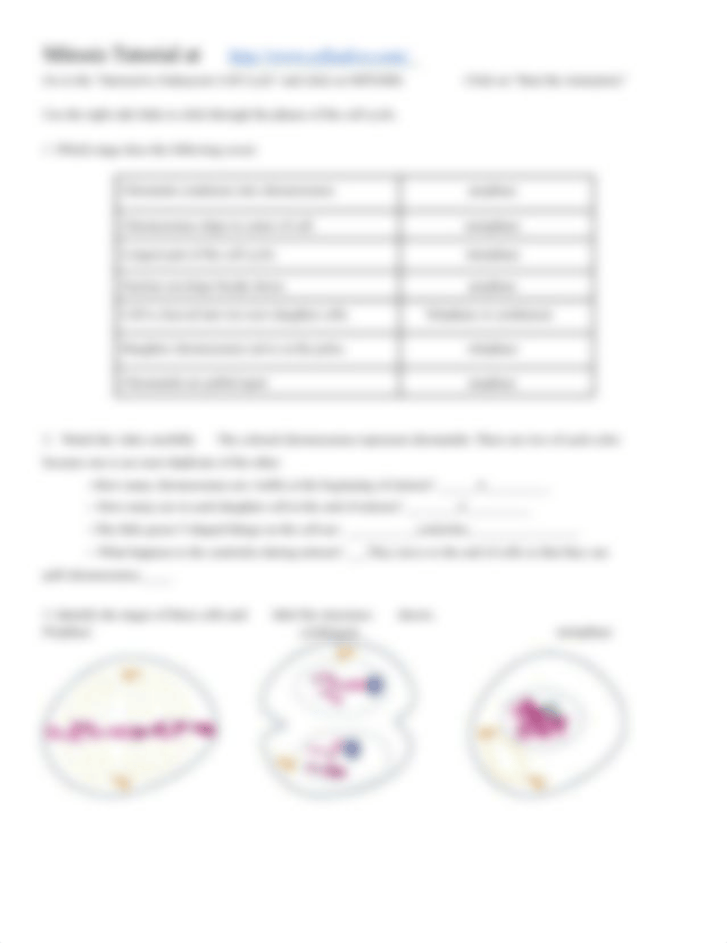 Mitosis & Meiosis Internet Lesson.docx_d38fxz743c9_page2