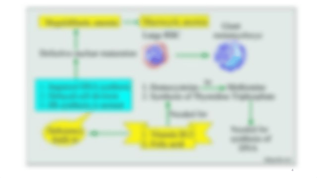 WEEK 2 - Wednesday Lecture - Anemias Caused by Defects of DNA Metabolism - Chapter 18.pptx_d38o7ep9aks_page4