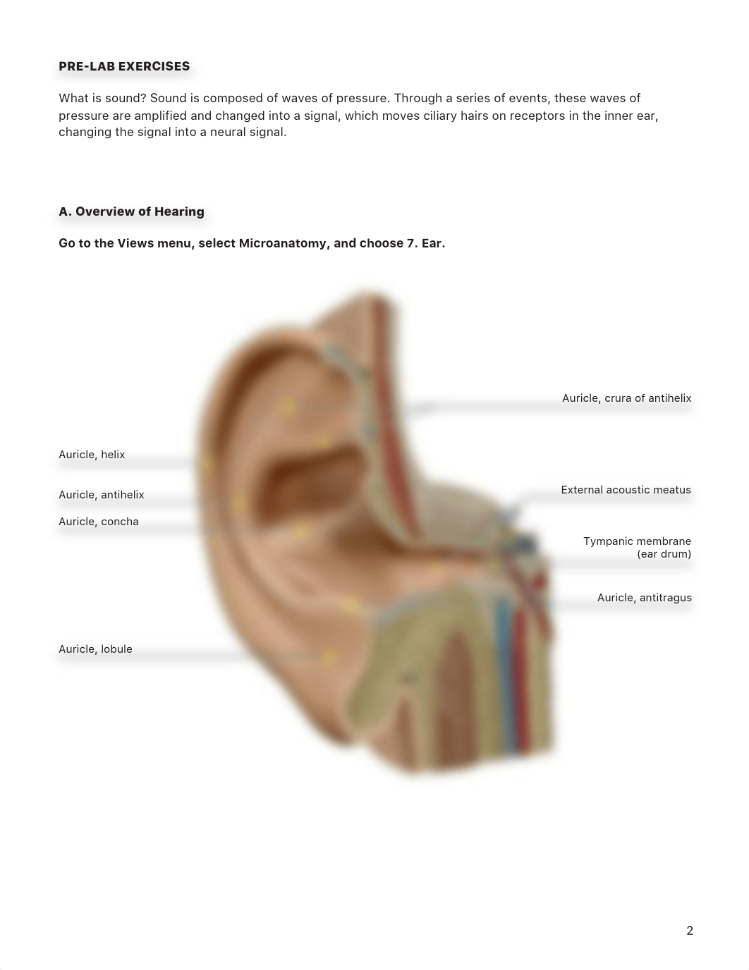 lab manual_senses ear_atlas copy Bio 200-01.pdf_d39fys0rtf8_page2