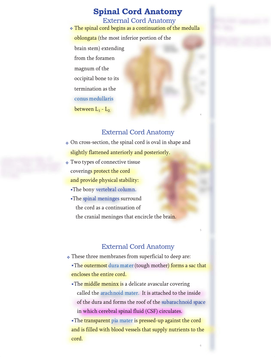 Chapter 13 ( Spinal Cord And Spinal Nerves).pdf_d39h8ozj7ug_page2