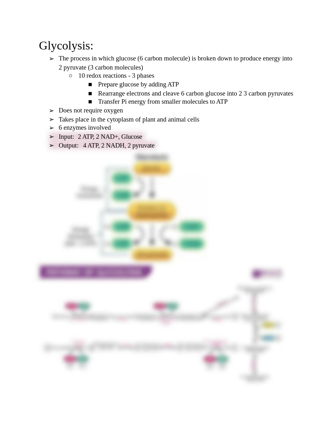 BIO 150 Exam 2 Study guide.pdf_d39mm9kpmdh_page2