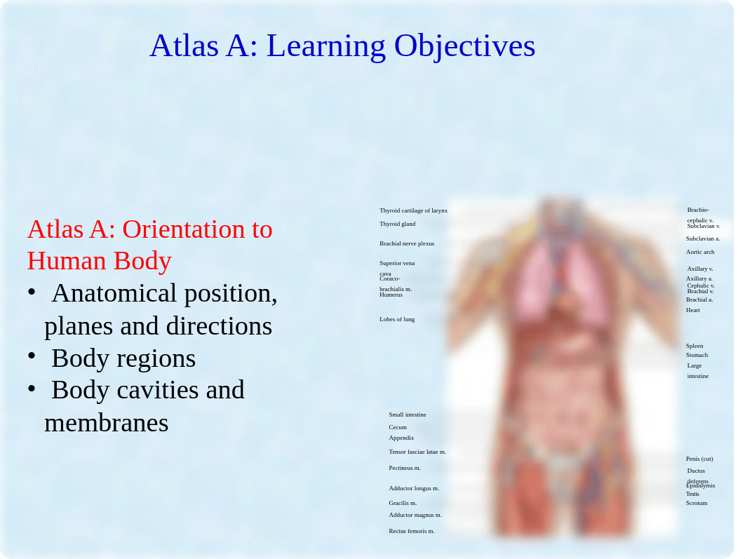 BIO2311- Atlas A PowerPoint.pptx_d39q551i813_page2