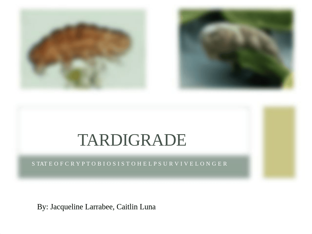 Tardigrade presentation_d3ajz9594tf_page1