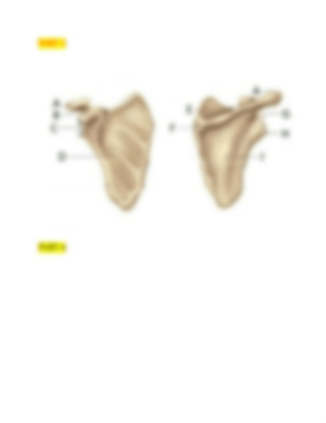 LAB EXAM Anatomy and physiology 1   06.15.21.docx_d3b496dtq6m_page3