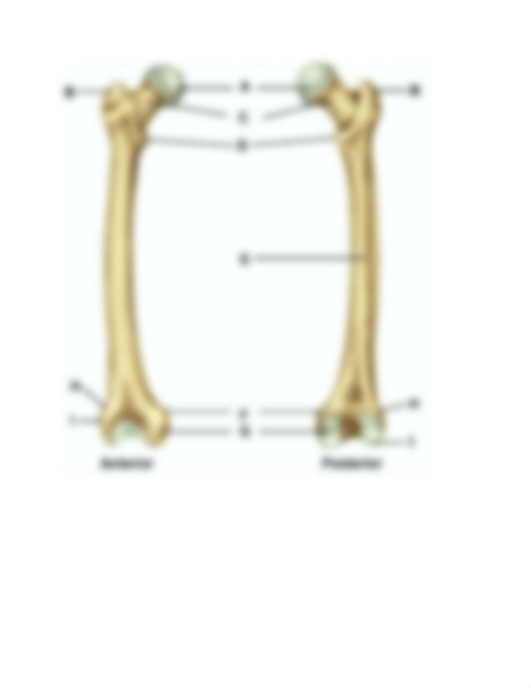 LAB EXAM Anatomy and physiology 1   06.15.21.docx_d3b496dtq6m_page4