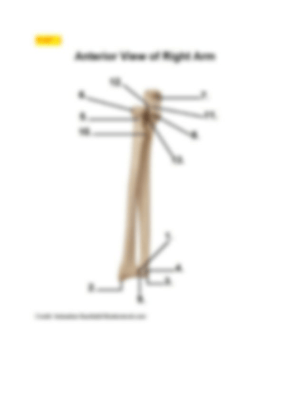 LAB EXAM Anatomy and physiology 1   06.15.21.docx_d3b496dtq6m_page2