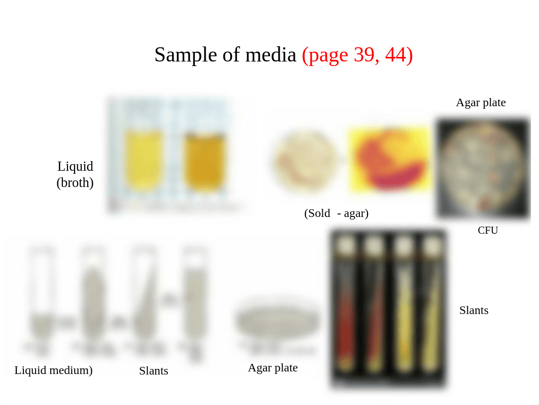 Morphology of bacteria,  bacterial culturing  fall 2020 for students (1).ppt_d3blwf6d2yn_page4