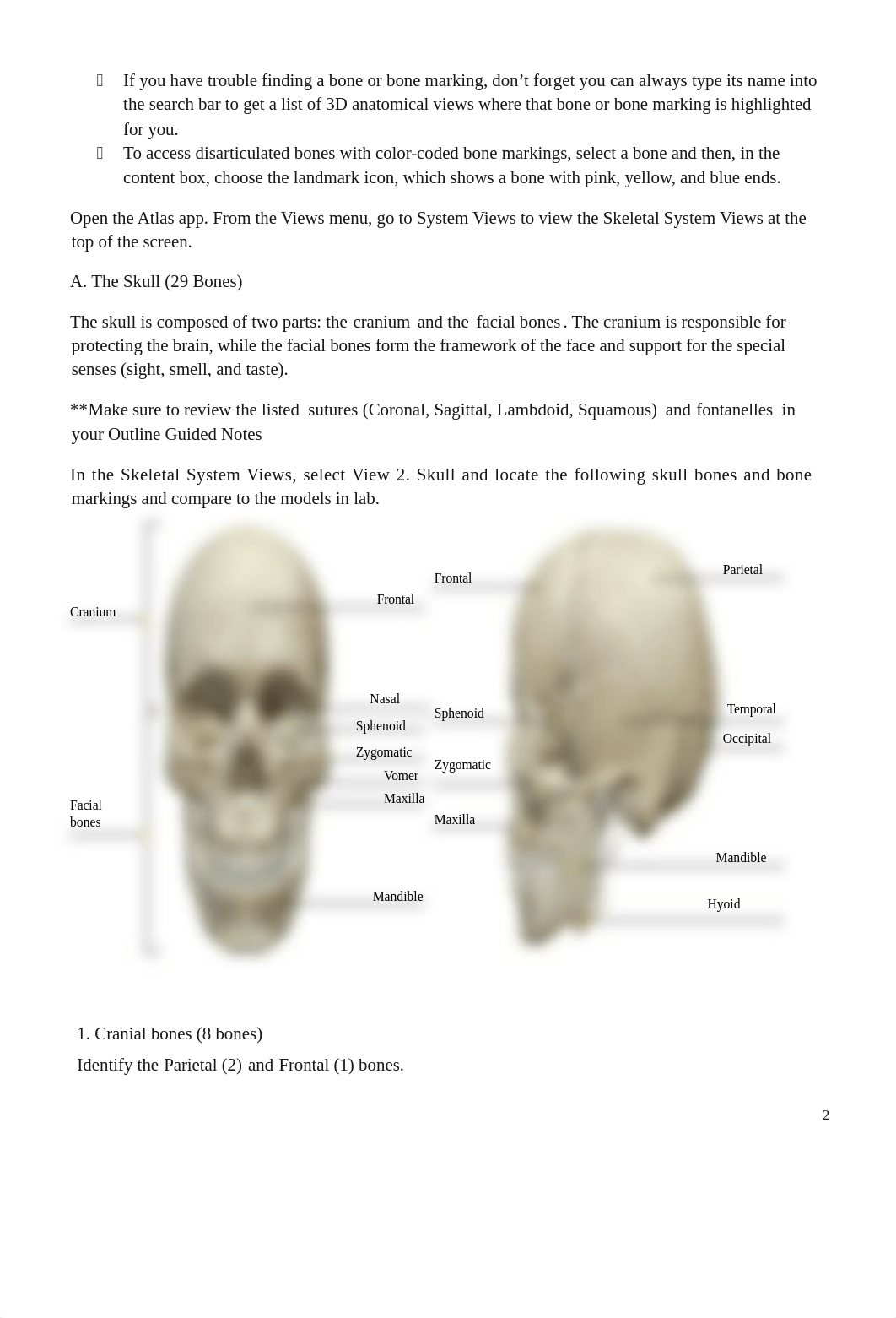 Bone_Histology__Classification__and_Axial_Skeleton_Lab_Activity.pdf.docx_d3bndivcxb9_page2