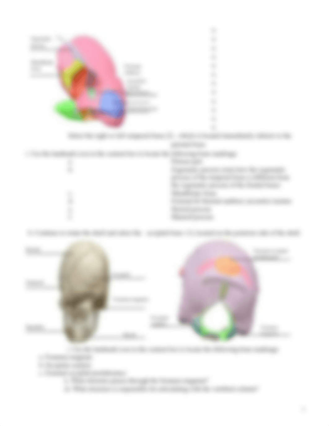 Bone_Histology__Classification__and_Axial_Skeleton_Lab_Activity.pdf.docx_d3bndivcxb9_page3