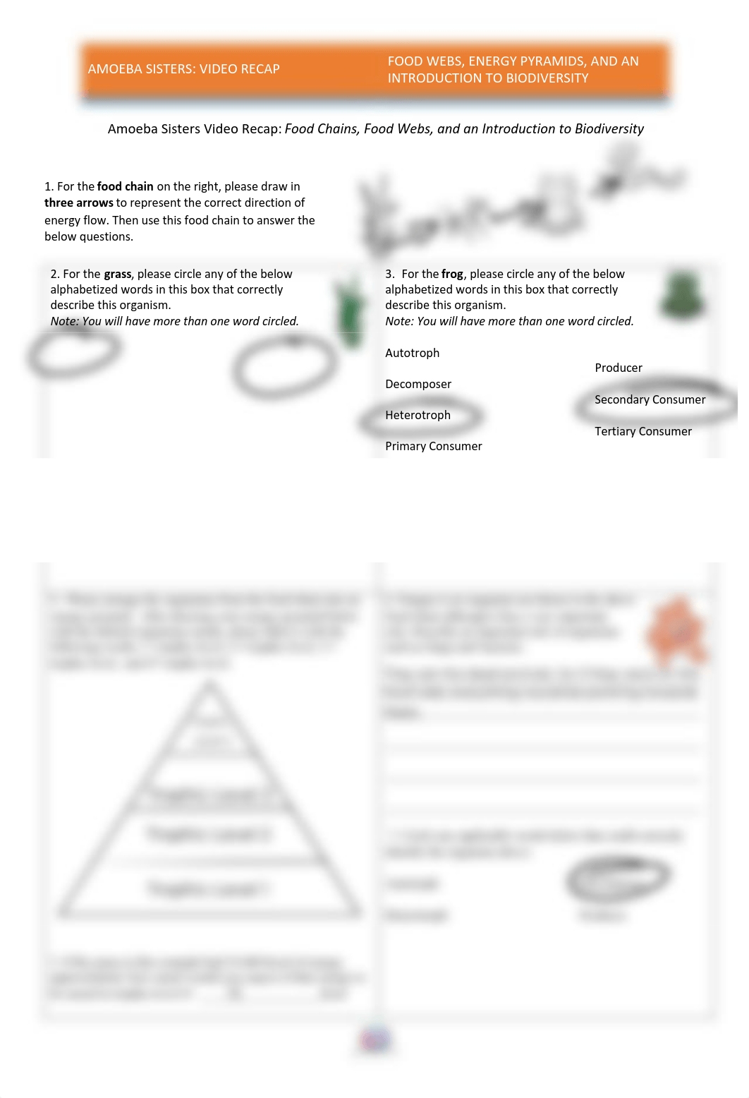 Food webs and energy pyramids.pdf_d3bwzqt6x49_page1