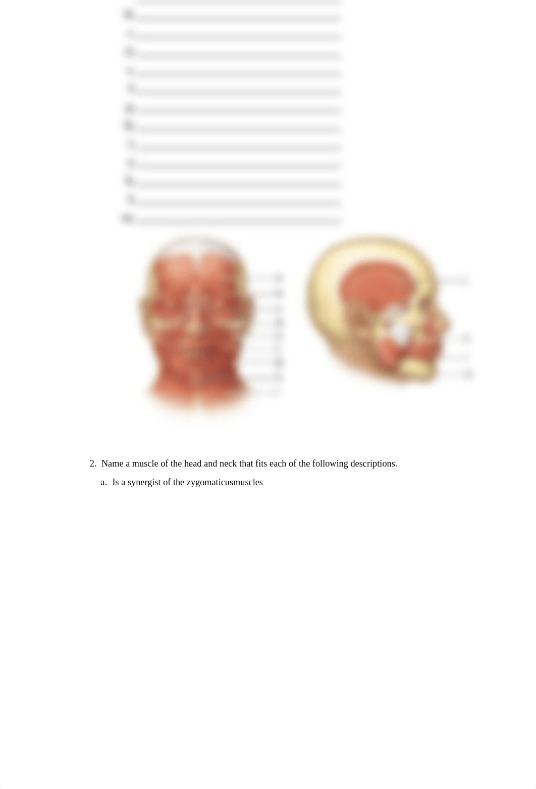 Muscular System Lab Simulation Worksheet Fillable.docx_d3bzzpeuu37_page2