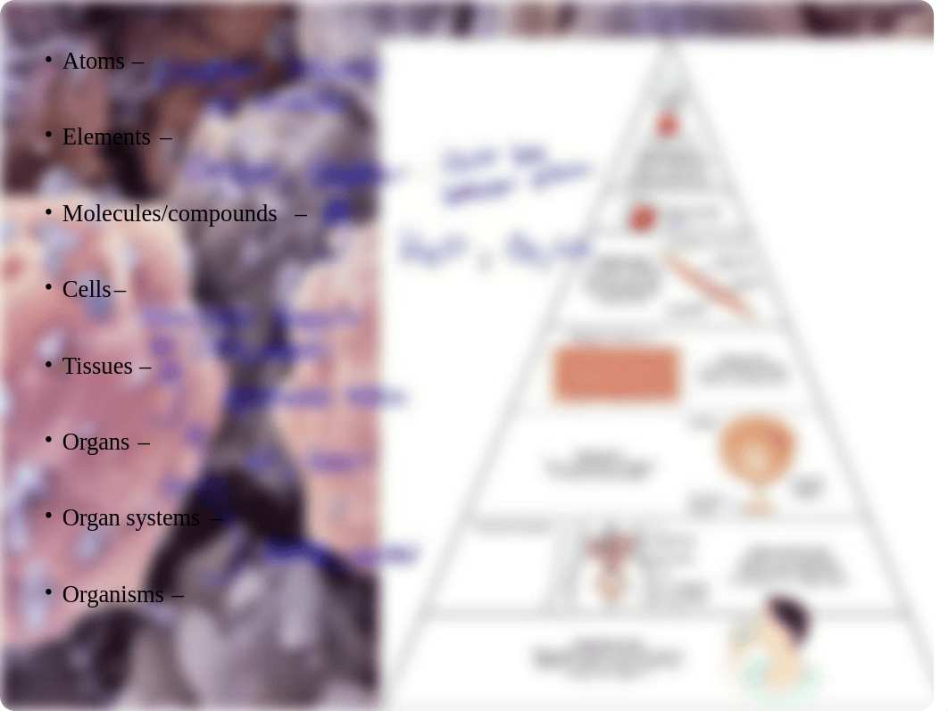 Ch 1 Introduction to the human body - WITH NOTES.pptx_d3c8wuamo3n_page5