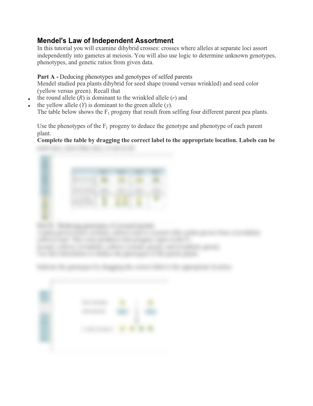 Mendel's Law of Independent Assortment_d3cw9rksdwc_page1