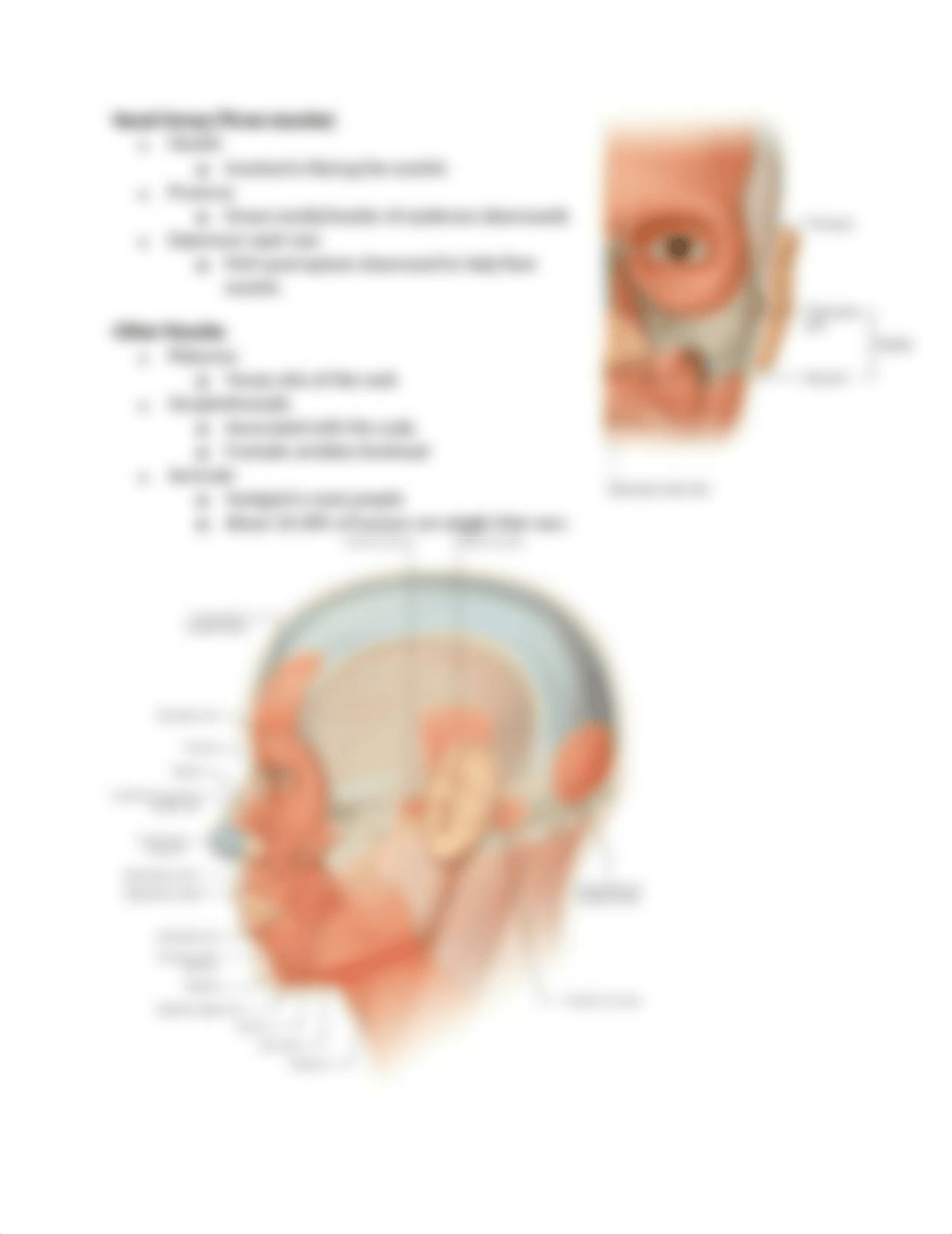 4. Face and Scalp.docx_d3d1avb8xdb_page5