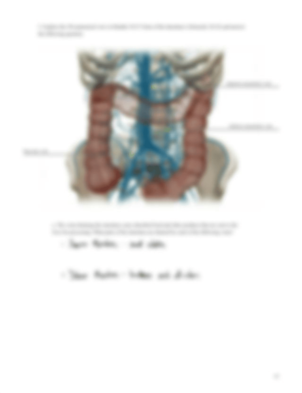 Lab_Activity_-_Blood_Vessels_III.pdf_d3dmmr5xuzw_page5