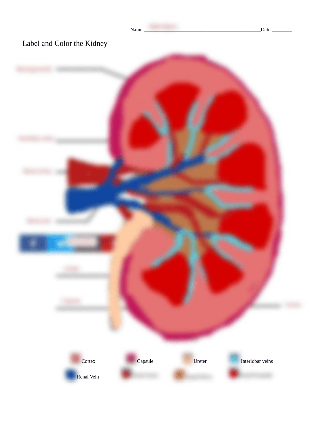 Kami Export - Abbie Myers - Label and Color the Kidney.pdf_d3em7ggba1n_page1