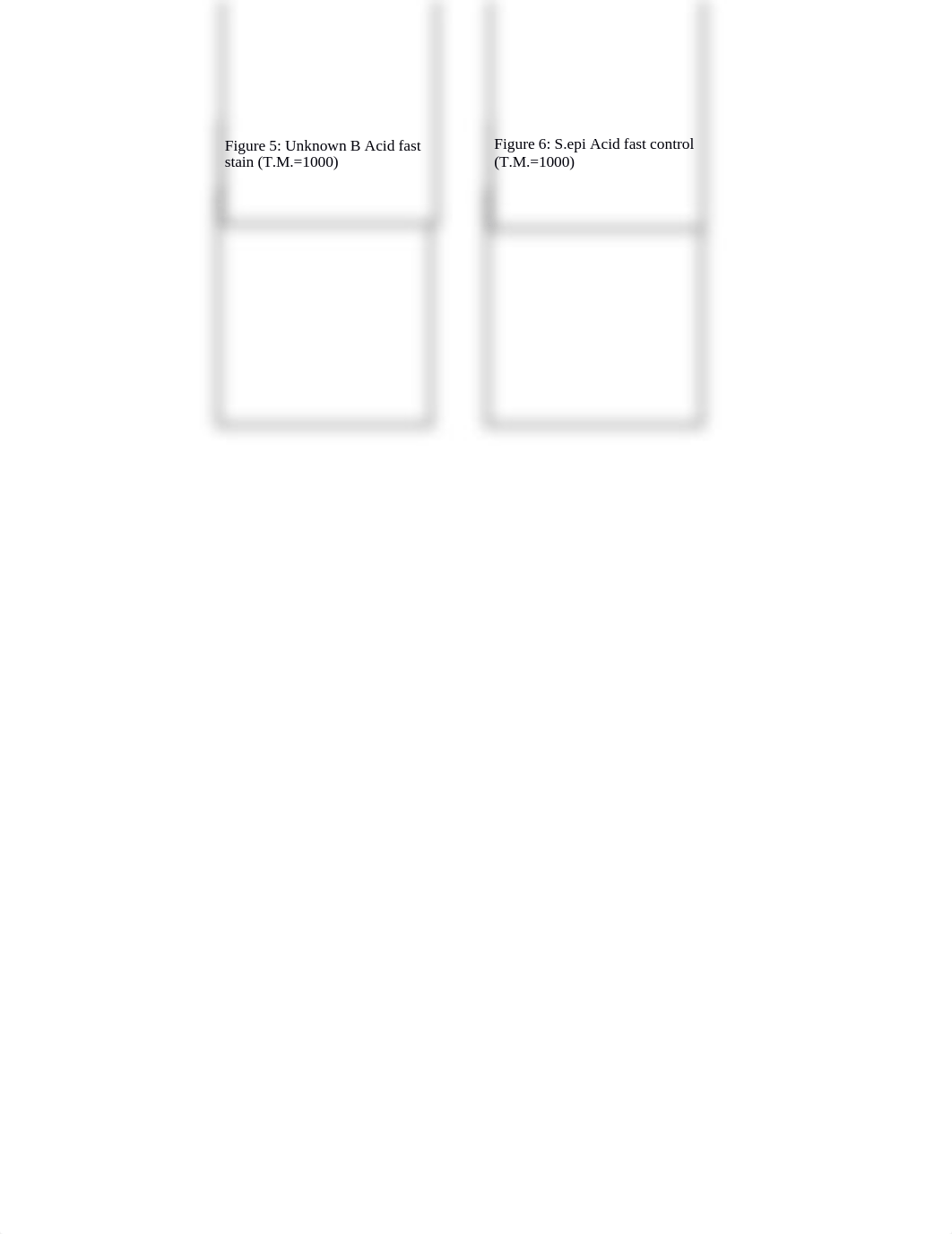 Lab 5 report differential stains.docx_d3f1wcc7syj_page2