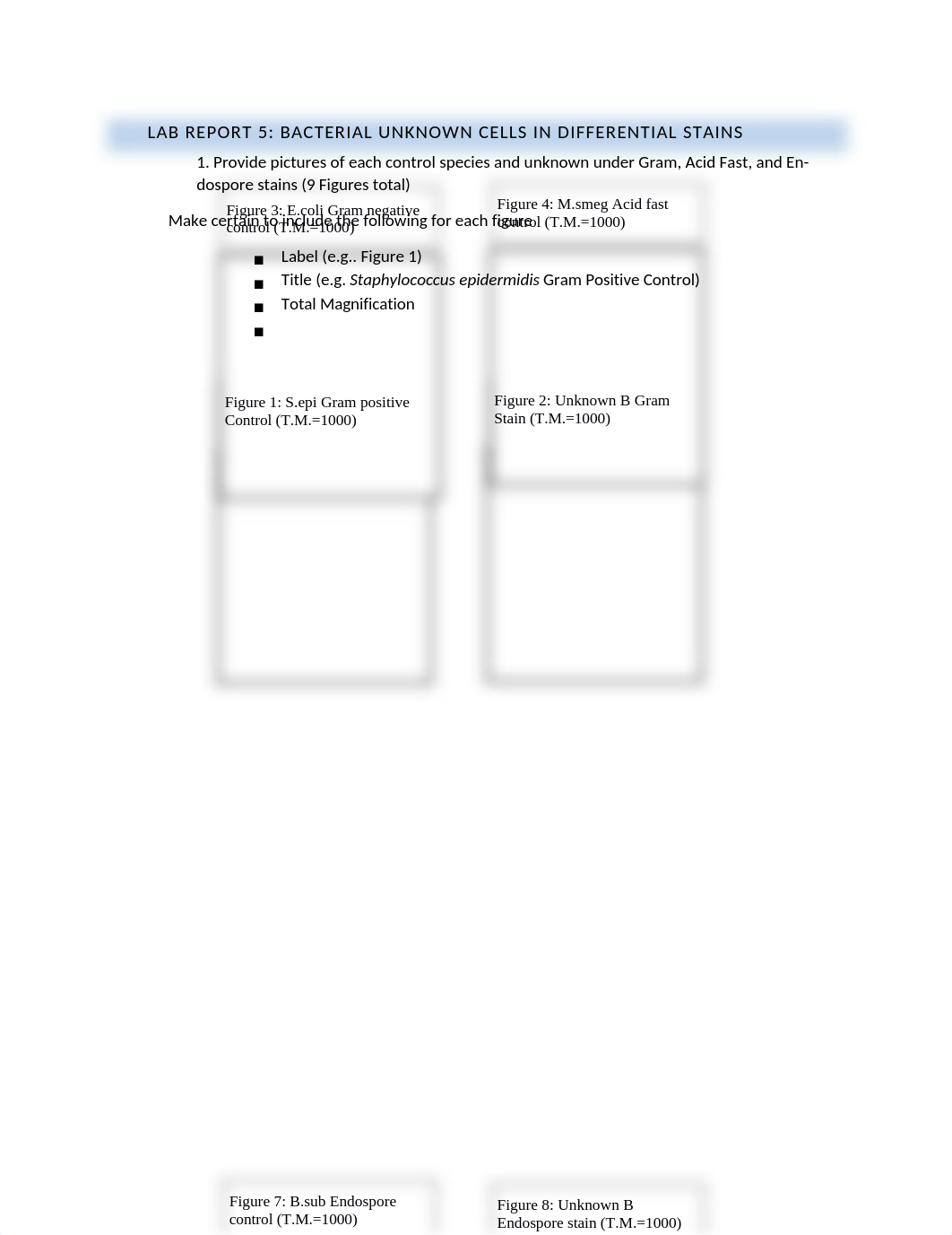 Lab 5 report differential stains.docx_d3f1wcc7syj_page1