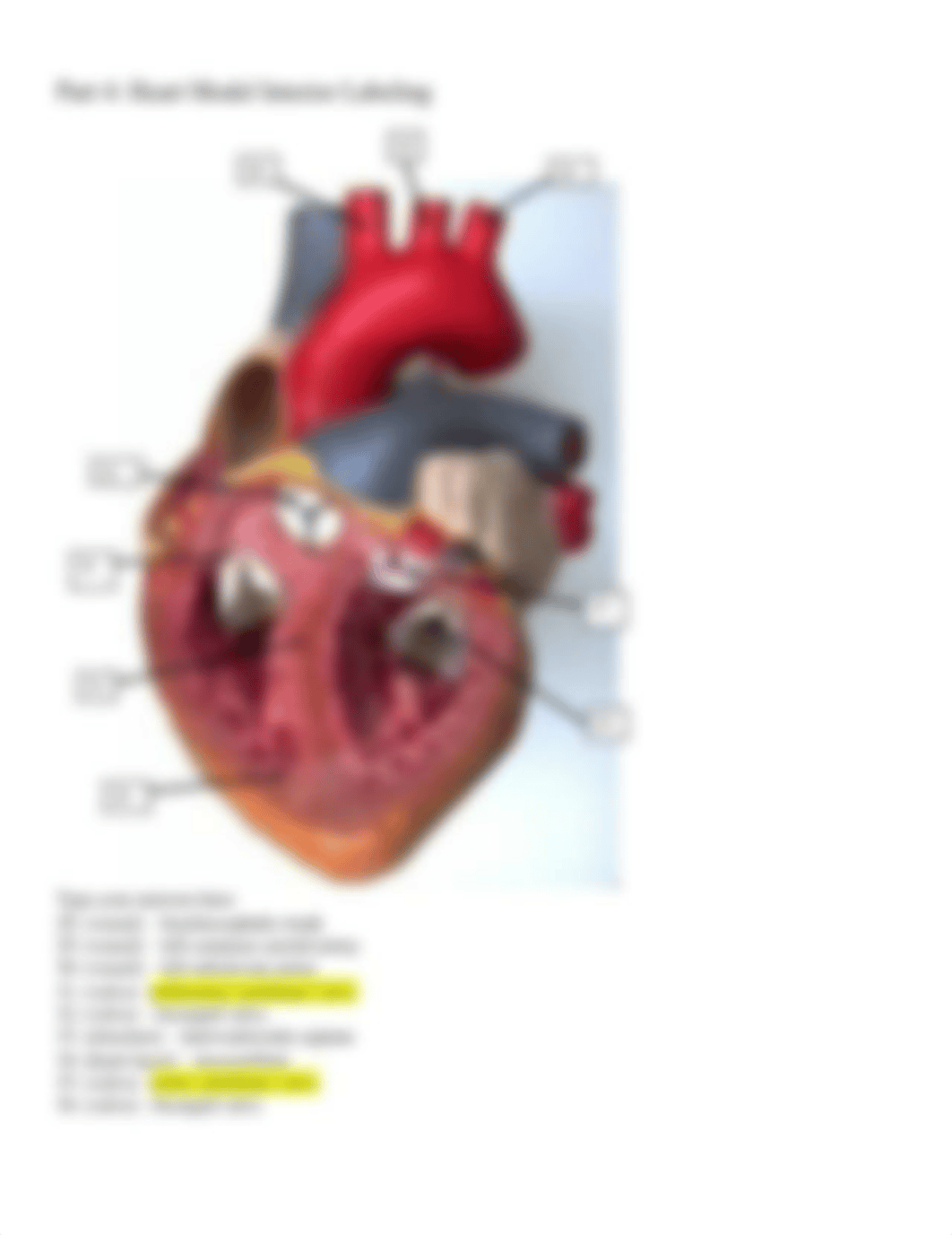 The Heart Lab Student Answer Sheet FIXED.docx_d3f2y02cj9v_page4