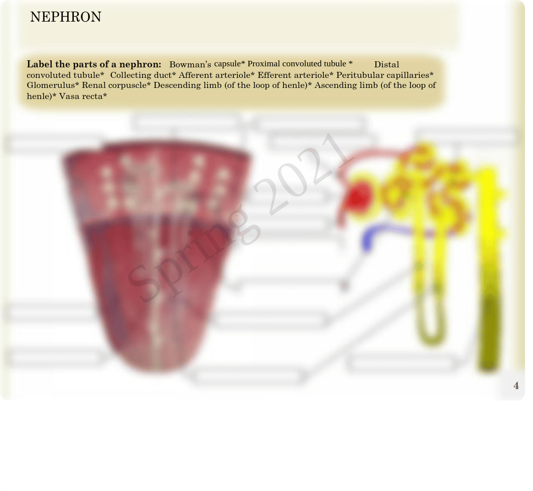 Anatomy Lab Ch 25.pdf_d3f99ftw94o_page5