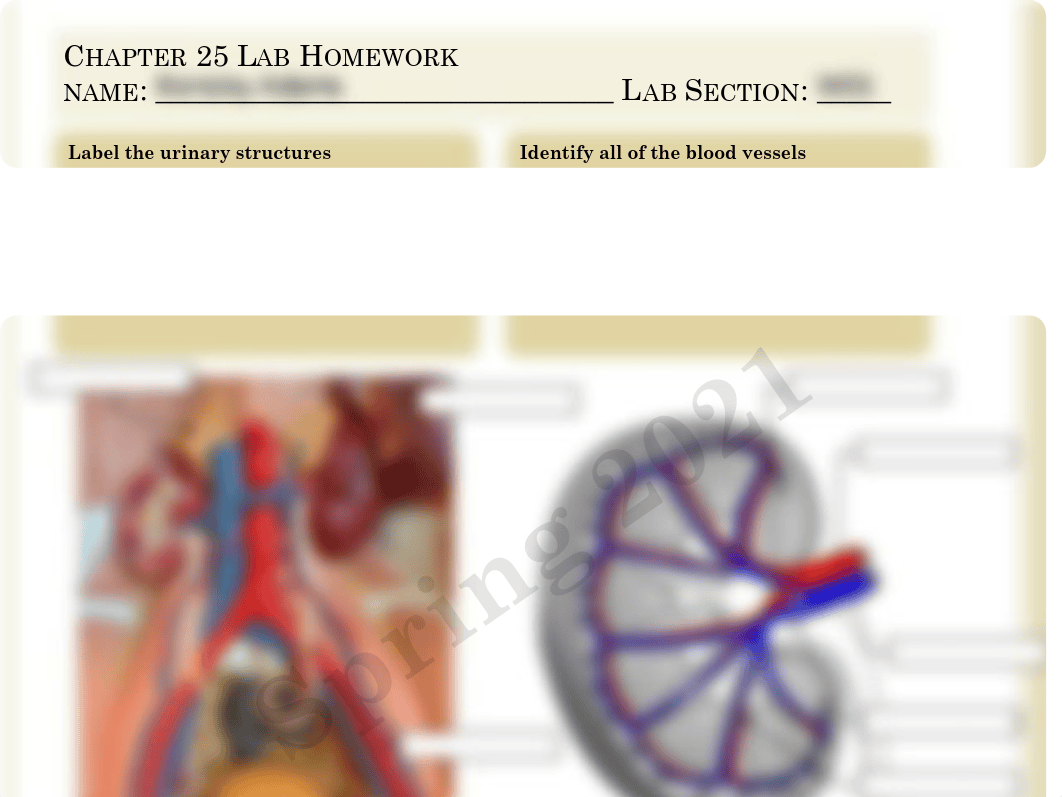 Anatomy Lab Ch 25.pdf_d3f99ftw94o_page1