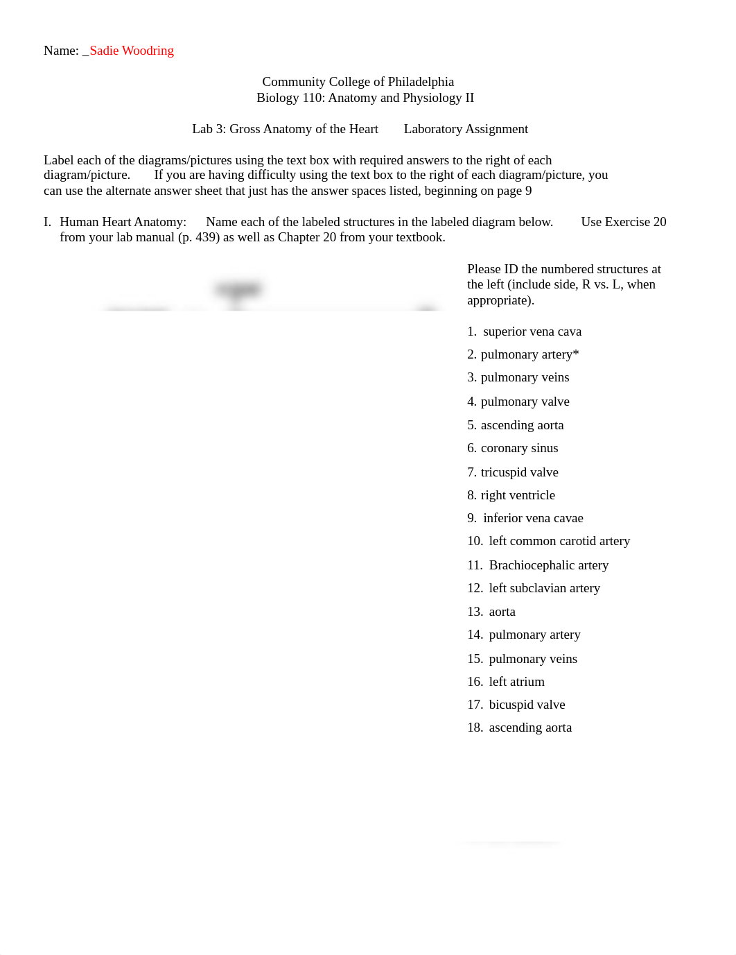 Lab 3 Online Gross Anatomy of the Heart and Circulation .docx_d3fvbffbjha_page1