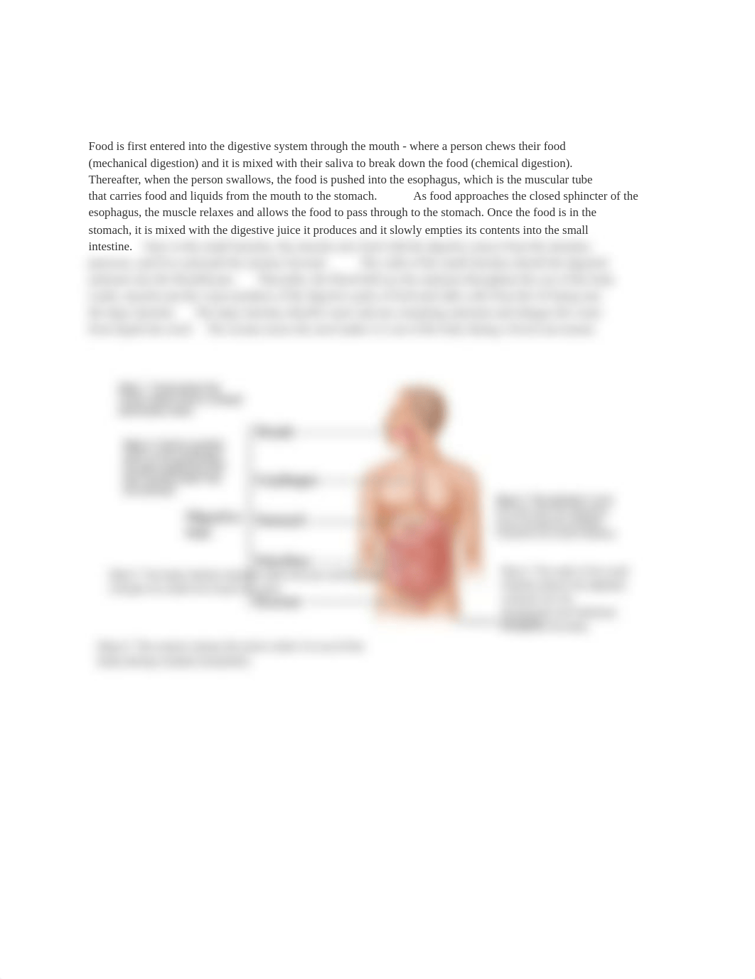 Digestive System Summary and Diagram.pdf_d3g5m4eu9hf_page1