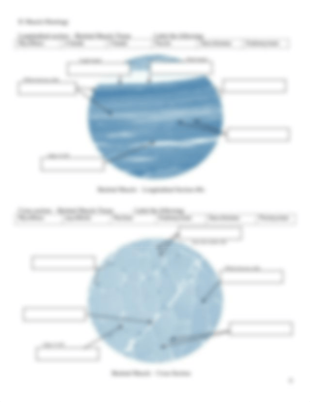 Unit 3 - Lab 6 Online_Muscular System Lab-2.pdf_d3g5t91bvzz_page2