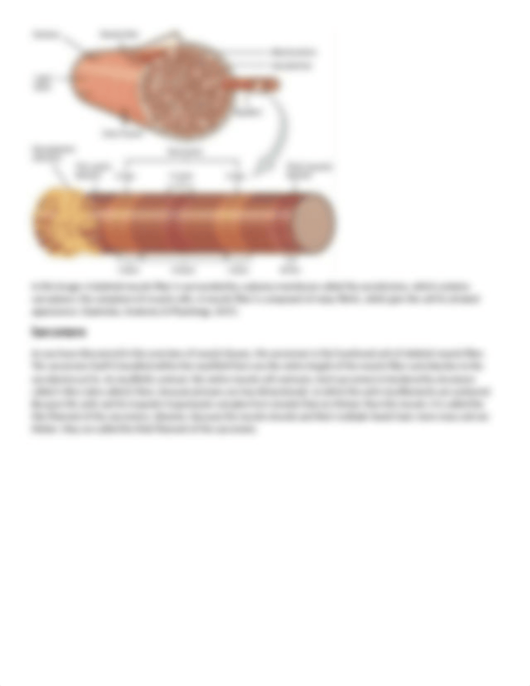 Skeletal Muscle Fibers.docx_d3gdliok25m_page3