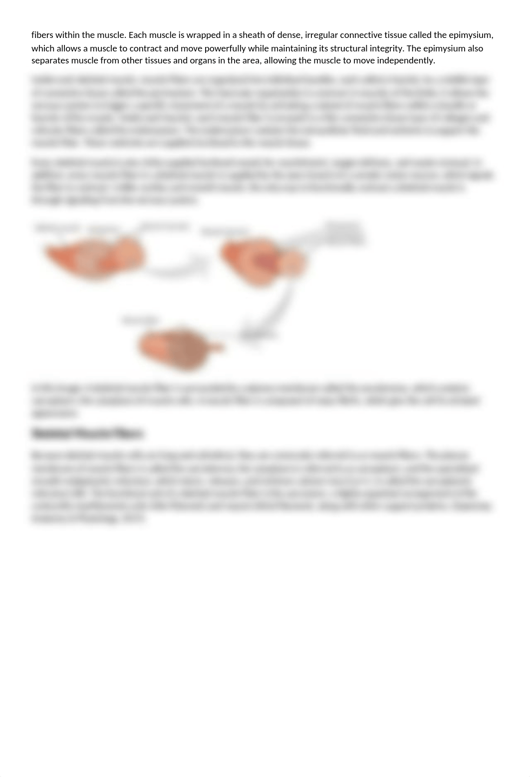 Skeletal Muscle Fibers.docx_d3gdliok25m_page2